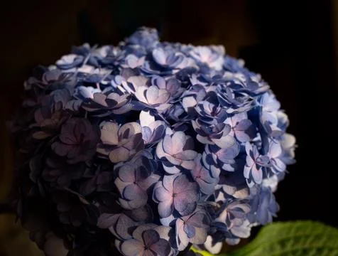 Beautiful fresh spring blue hydrangea flower. Close-up shot Stock Photos