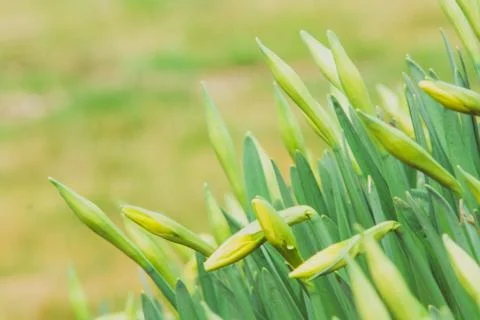 Beautiful fresh spring daffodils in springtime Stock Photos