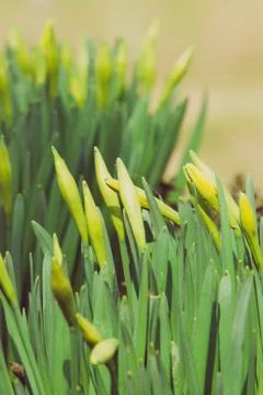 Beautiful fresh spring daffodils in springtime Stock Photos