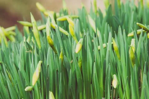 Beautiful fresh spring daffodils in springtime Stock Photos