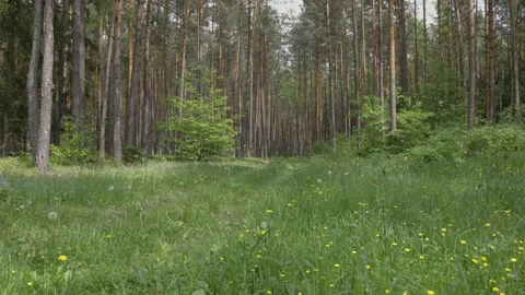 Beautiful fresh spring forest, 8K Stock Footage 244410836