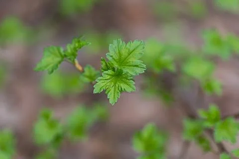 Beautiful fresh spring leaves growing on branches. Foto stock