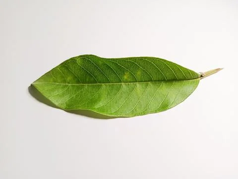 A Beautiful Fresh Tree Leaf In The Garden Stock Photos