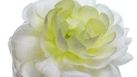 Beautiful fresh white ranunculus rotating, close up. Stock Footage 155015469