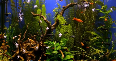 beautiful freshwater aquarium