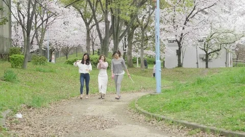 Beautiful friends walking through cherry blossom park Japan  Vídeo Stock 76301327