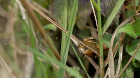 Beautiful Frog and spider 動画素材 47306281