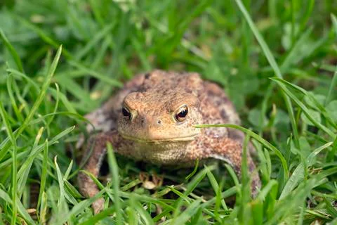 Beautiful frog in grass Stock Photos