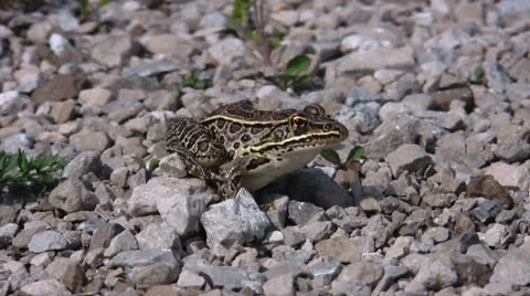 Beautiful Frog out on the sun. This frog is sun bathing. HD 스톡 동영상 24849028
