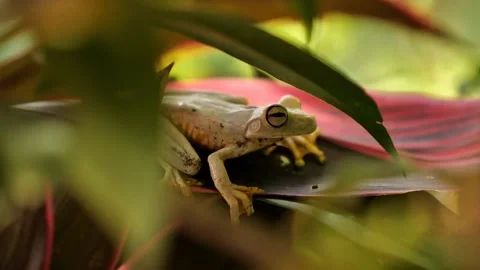 Beautiful frog on a red leaf in costa rica day time cute animal tropical Stock Footage 237508680