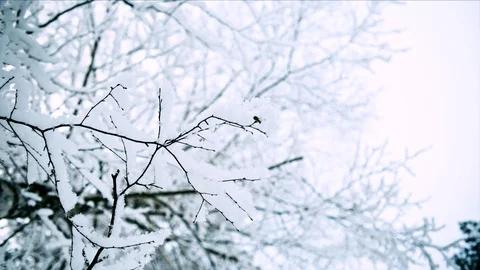 Beautiful frosty trees. Loop Stock Footage 99843986