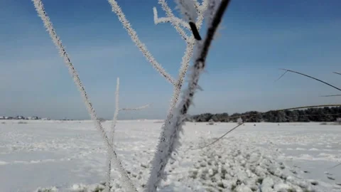 Beautiful frozen tree on ice 動画素材 149097713