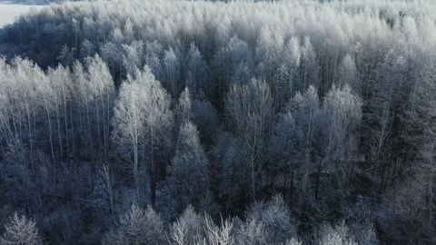 Beautiful frozen treetops in the rays of the rising sun. Stock Footage 143776317