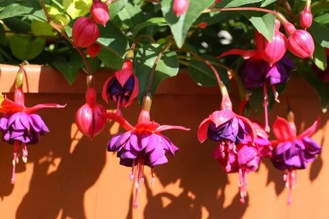 Beautiful fuchsia Stock Photos