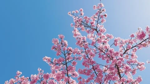 Beautiful Full Bloom Cherry Blossoms Against Blue Sky Stock Footage 330857692