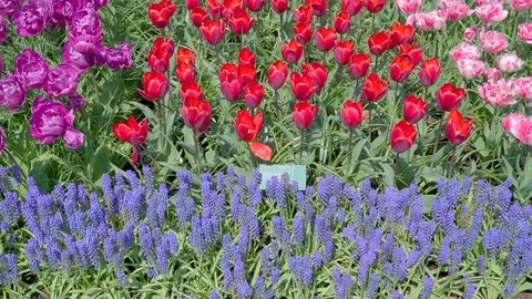 Beautiful full bloomed red purple and blue flowers Stock Footage 80297511