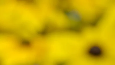A beautiful full bloomed sunflower Stock Footage