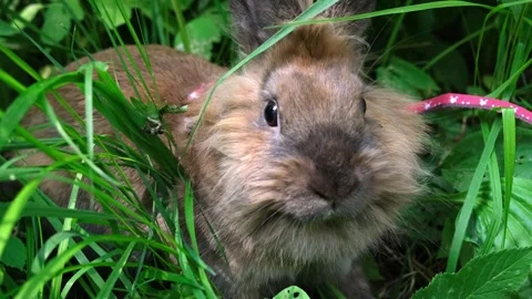A beautiful, funny fluffy red rabbit walks on a leash in the forest, lies in the Stock Footage 243174741