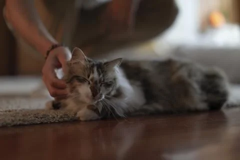 A beautiful furry cat is petted by his owner Stock Photos