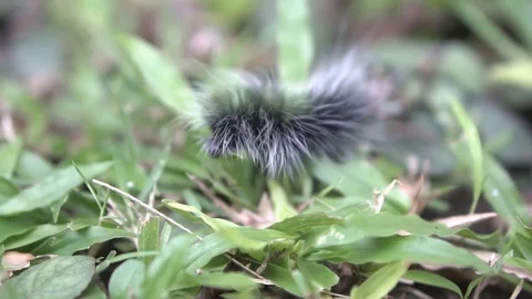 Beautiful furry caterpillar Stock Footage
