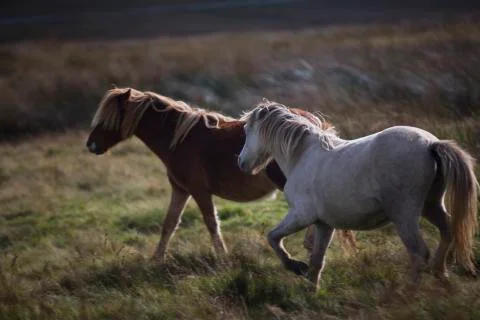 Beautiful galloping horses  Stock Photos