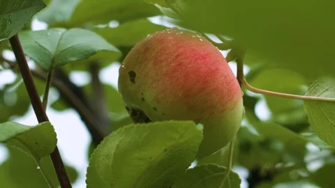 The beautiful garden apple on a tree, close up Stock Footage 80380704
