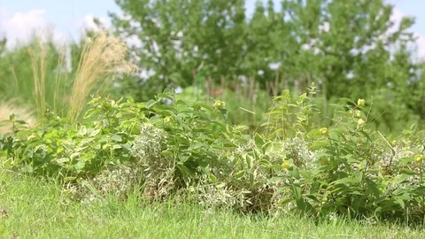 Beautiful garden during summertime Stock Footage 84770889