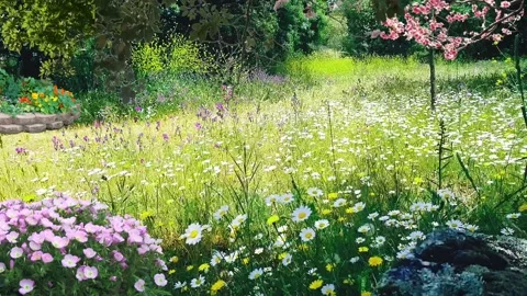 Beautiful Garden Stock Footage 234161334