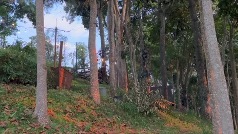 Beautiful garden landscape with decorative string lights among trees at sunset Video stock 332368154