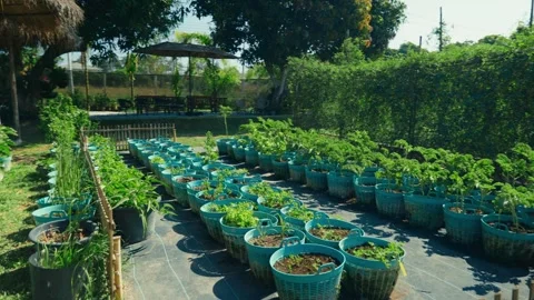 A beautiful garden with a vegetable patch in the countryside of Chiang Mai Vídeos de archivo 327887702