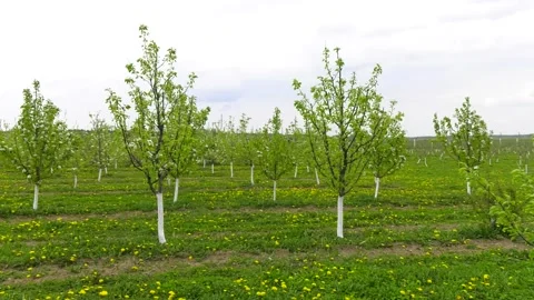 Beautiful Garden Of Young Fruit Trees. Trees Are Blooming Video stock 109589742