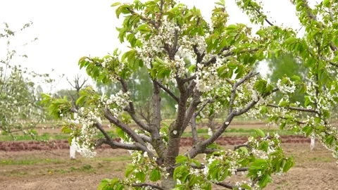 Beautiful Garden Of Young Fruit Trees. Trees Are Blooming Video stock 109589785