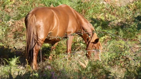 A beautiful Garrano mare grazes without a worry in the middle of brambles. Stock Footage 253220027