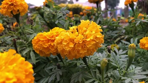 Beautiful Genda Phool Field Close-Up in Vibrant Botanical Garden 스톡 동영상 344644045