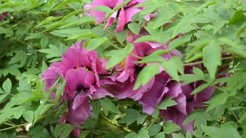 Beautiful gentle mountain tree peony staggering in the wind. Stock Footage 130477537