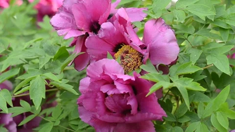 Beautiful gentle Mountain tree peony flower staggering in the wind. Stock Footage 130477617