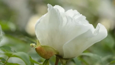 Beautiful gentle Mountain tree peony flower staggering in the wind. Stock Footage 130477748