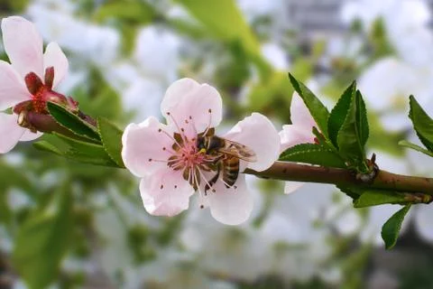 Beautiful gently pink peach flowers and a bee collects nectar on a blurry bac Stock Photos