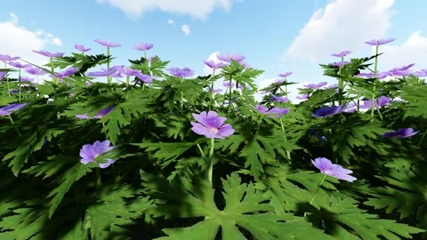Beautiful Geranium Blue Flower Stock-Footage 340414549