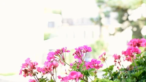 Beautiful geranium flower in bloom. Vibrant pink geranium closeup. Copy space. Stock Footage 118320899