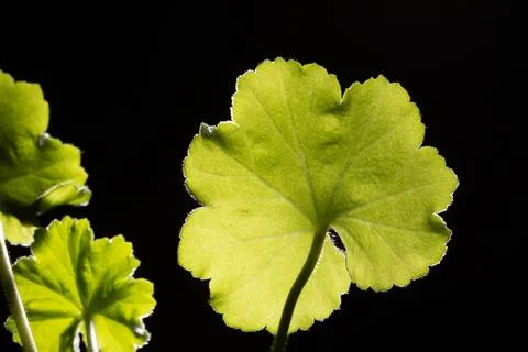 Beautiful geranium leaf shining in backlight against dark background Stock Photos