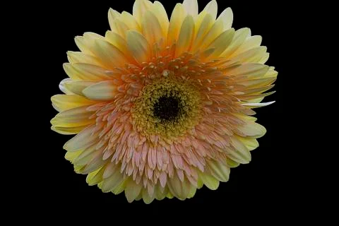 Beautiful gerber close up Foto stock