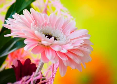 Beautiful gerber flower Stock Photos