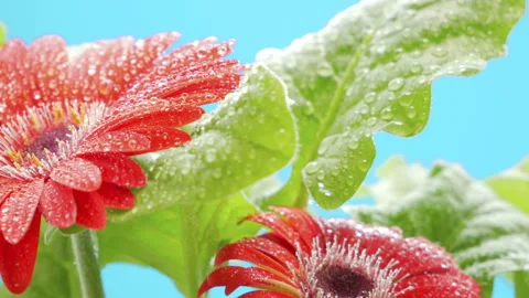 Beautiful gerbera with dew drops on the petals. Smooth movement. Maximum macro Stock Footage 86402146