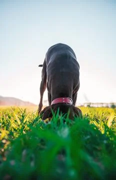 Beautiful german pointer digging a hole in green field, sticking her head in to  Stock Photos