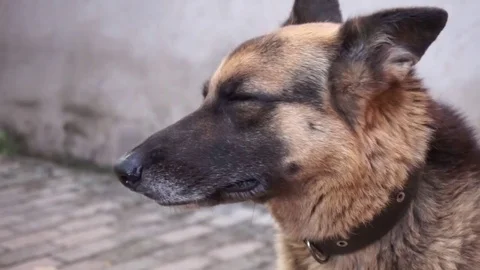 Beautiful German Shepherd dog Stock Footage 79606738