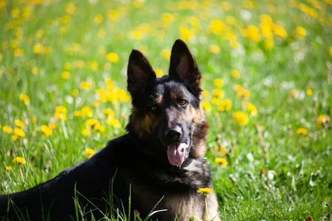 Beautiful german shepherd dog sit in flower meadow. Stock Photos
