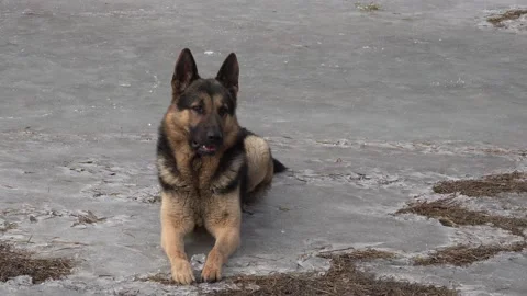 Beautiful german shepherd lying on the ice, looking. Obedient, attentive dog Stock Footage 150431834