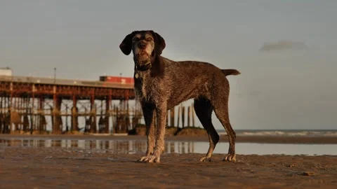 A beautiful German Wirehaired Pointer dog at the coast slow motion 4K Stock Footage 285770447