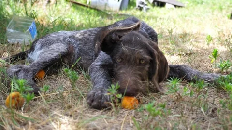 Beautiful german wirehaired pointer dog lying on grass at garden. Puppy resting Video stock 304579797
